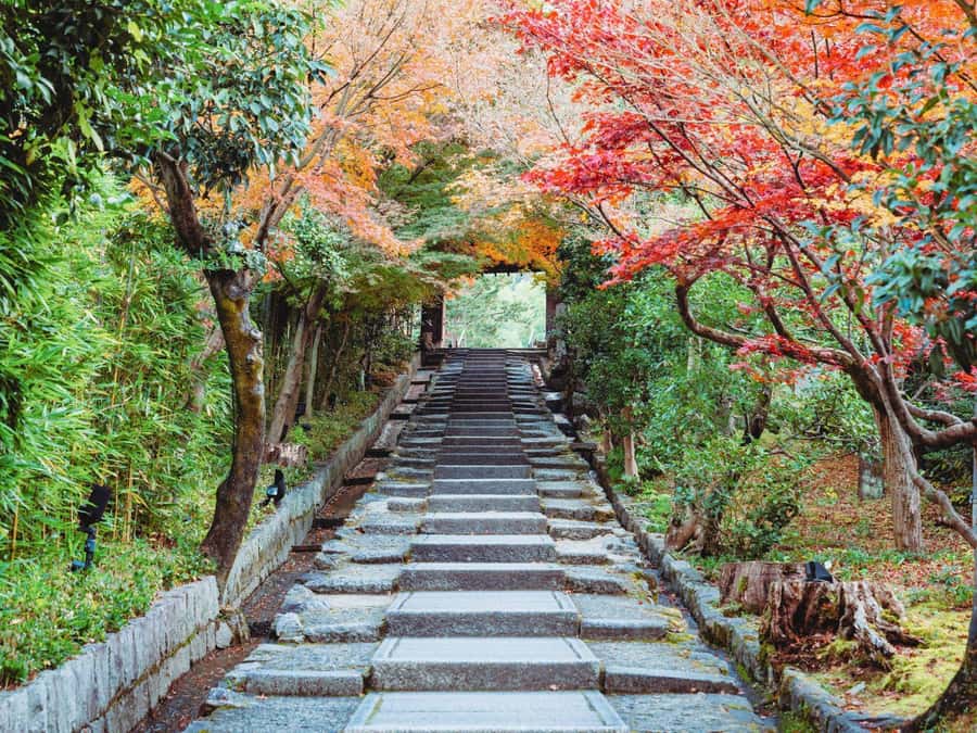 [2.3km / 1.43mi] Kyoto East Early Morning Walking Tour - Why a 2-hour early morning walk is so smart in Kyoto