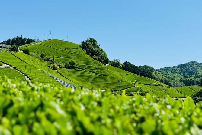 7 Hours Private Guided Tour Uji and Wazuka Matcha Farm - Key Things to Know Before You Go