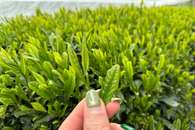 7 Hours Private Guided Tour Uji and Wazuka Matcha Farm - Uji Station to the Tea Day Rhythm