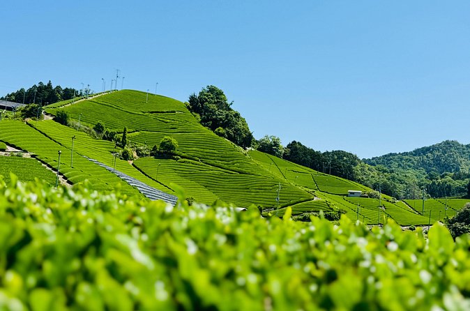 7 Hours Private Guided Tour Uji and Wazuka Matcha Farm - Wazuka’s 800-Year Tea Story Meets a Living Farmer