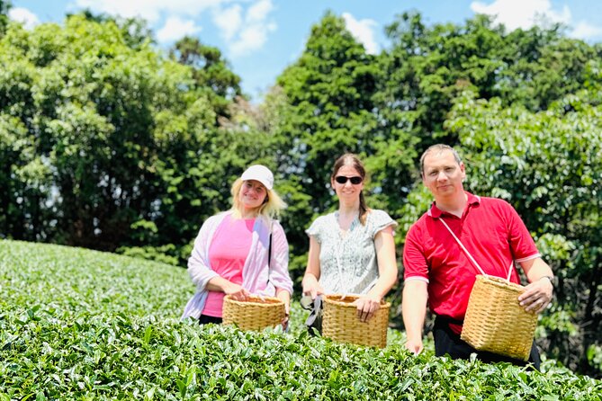 7 Hours Private Guided Tour Uji and Wazuka Matcha Farm - The Viewpoint Stop, Then Straight to Real Tea Country