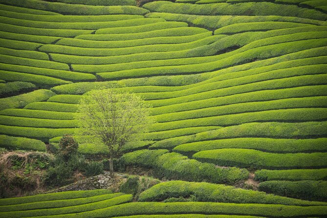 7hr Private Wazuka True Hidden Kyoto Matcha Farm Experience - Key Highlights You Will Care About