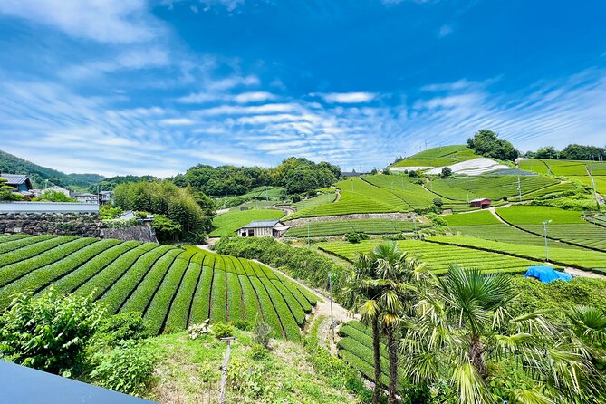 7hr Private Wazuka True Hidden Kyoto Matcha Farm Experience - Wazuka Is the Matcha Side of Kyoto
