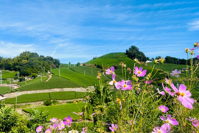 7hr Private Wazuka True Hidden Kyoto Matcha Farm Experience - Lunch That Feels Like You Stepped Into Tea Country