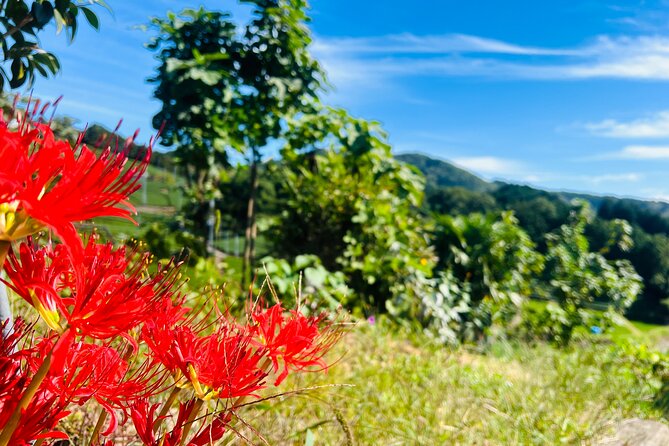 7hr Private Wazuka True Hidden Kyoto Matcha Farm Experience - Matcha Tasting and Tea Tasting, With a Purpose