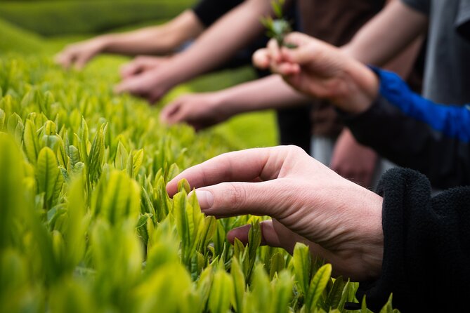 7hr Private Wazuka True Hidden Kyoto Matcha Farm Experience - The Imperial Family Matcha Take-Home Twist
