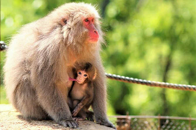 8 hours Arashiyama Monkey Park Ryoanji and Kinkaku ji Tour - Pickup, Mobile Ticket, and Getting Around Without Stress