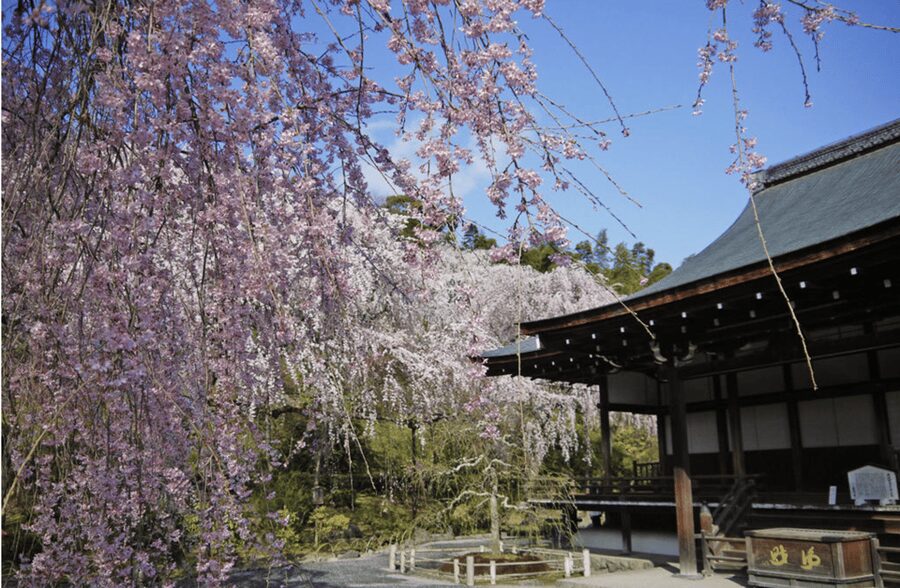Arashiyama/Tenryu-ji Temple Guided Tour - Key highlights you will notice