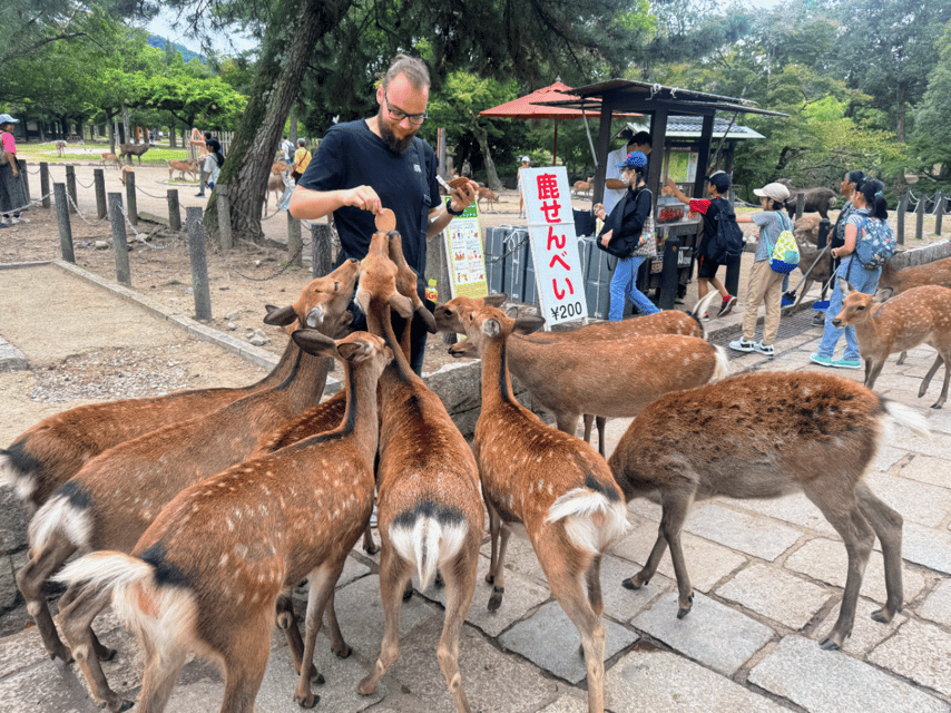 From Kyoto: Nara Guided Morning Tour - Price and Value: Is $77 Worth It for This Half-Day Format?