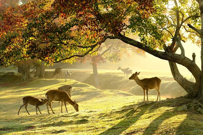 From Kyoto: Nara History Guided Half Day Bus Tour with Lunch - Key highlights worth your attention