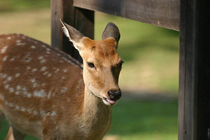 From Kyoto: Nara History Guided Half Day Bus Tour with Lunch - Lunch reset in Nara, plus a souvenir stop
