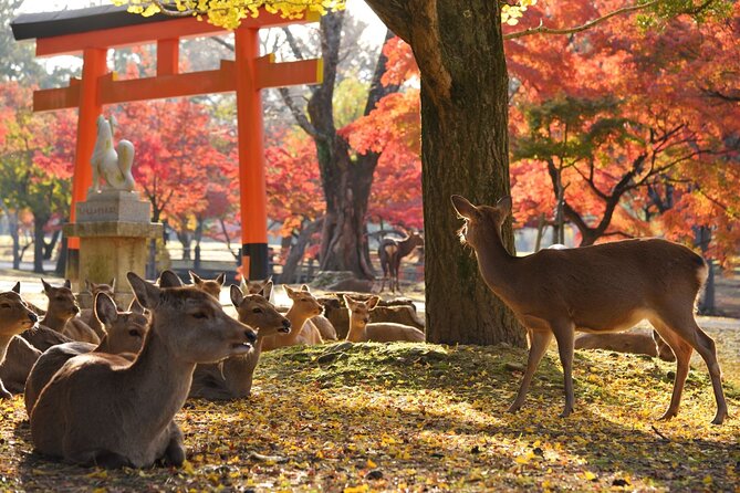 From Kyoto: Nara History Guided Half Day Bus Tour with Lunch - The schedule and why it feels right for a half day