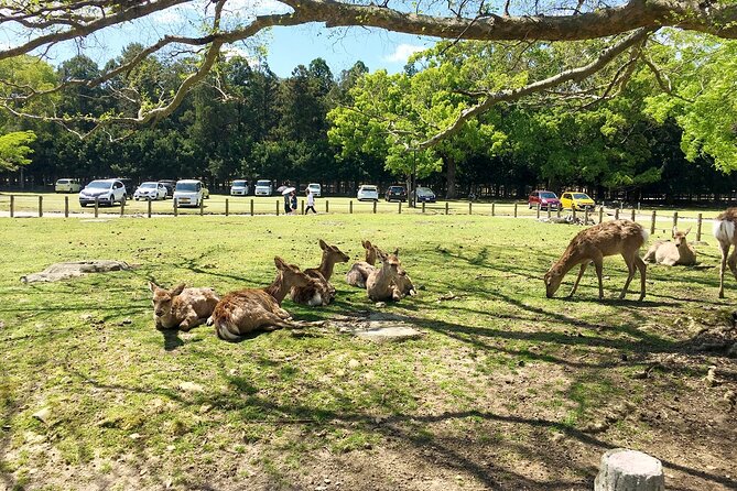 From Kyoto: Nara History Guided Half Day Bus Tour with Lunch - Price and value: is $77 a good deal?