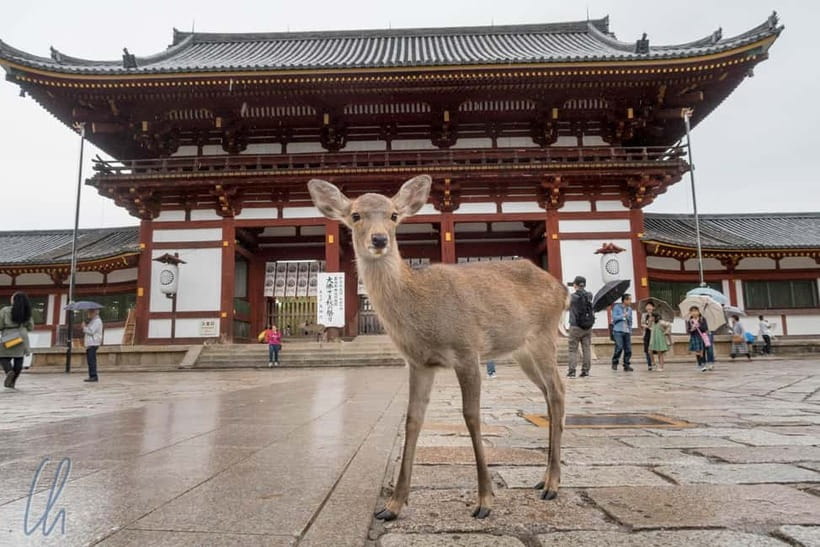 From Kyoto: Nara, Osaka & Kobe Day Trip – 3 Cities in 1 Day - A One-Day Three-City Plan That Actually Works From Kyoto