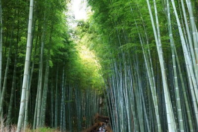 Kyoto Must-see Spots & Nara Park One Day Tour