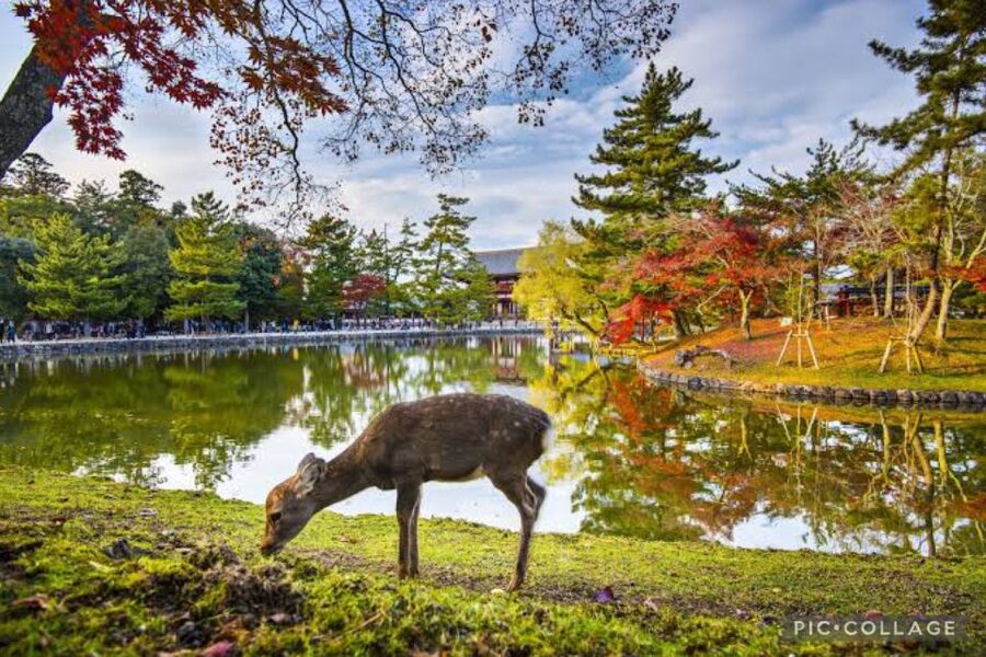 From Osaka/Kyoto: Private Kyoto & Nara Day Trip with Pickup - Price and value: $632 per group up to 2, plus possible extra fees