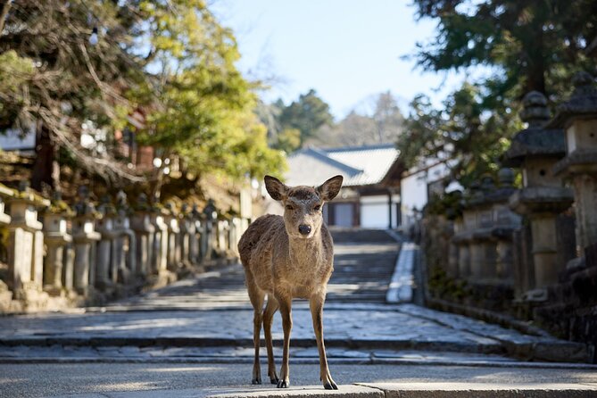 Full Day Guided Tour to Kyoto and Nara from Osaka by Van - Who should book this Osaka to Kyoto and Nara van tour