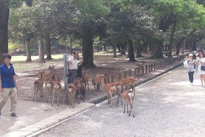 Fushimi Inari & Nara Highlights Walking Tour - Stop 1: Fushimi Inari Otabisho and the Torii Tunnel You Came For
