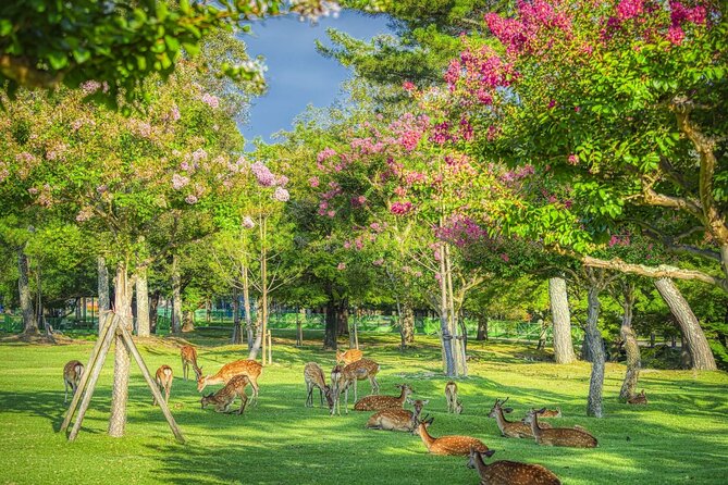 Kyoto and Nara Day Tour from Kyoto - Arashiyama Bamboo Grove and Togetsukyo Area: A Breather From Shrines