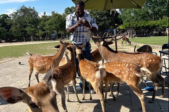 Kyoto and Nara Private Car Tour with a Local English Guide Driver - Key highlights you will feel on the day