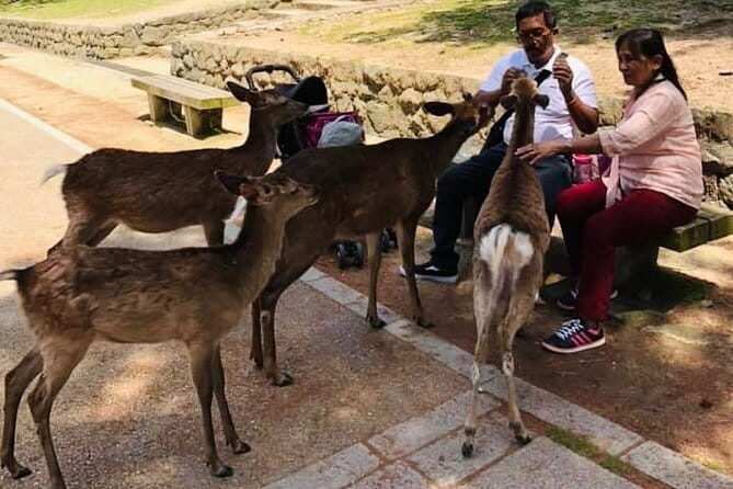 KYOTO and NARA TOUR with FREE ENTRANCE FEE(DRIVER ONLY) - A private Kyoto-Nara day with mostly free entry