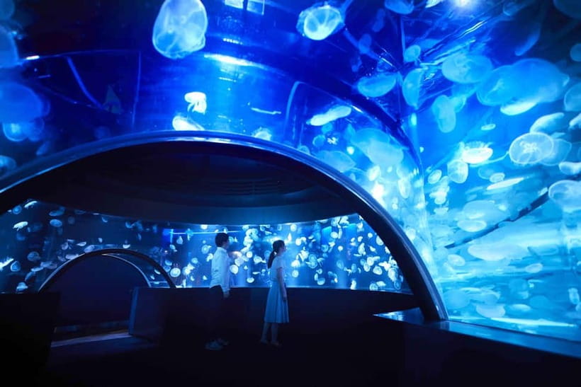 Kyoto Aquarium Admission Ticket - Dolphin performances: where athletic skill meets animal intelligence