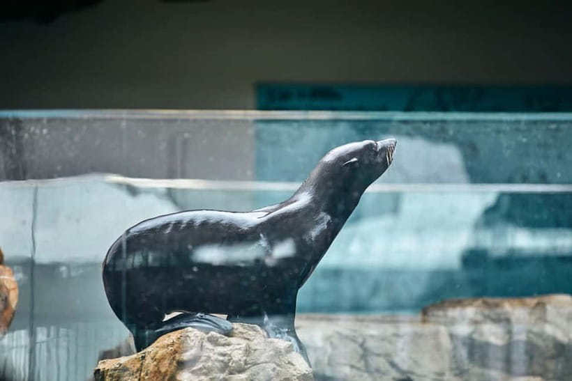 Kyoto Aquarium Admission Ticket - Jellyfish tanks and seals: the slower exhibits you will remember