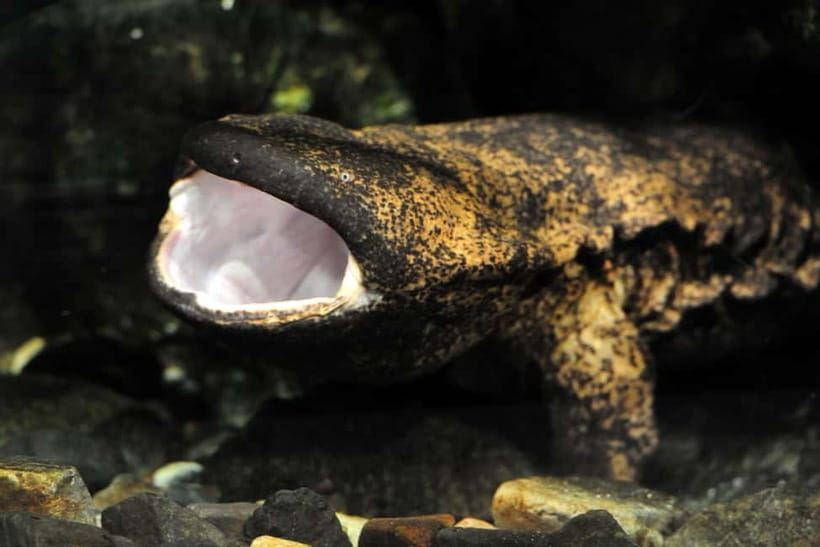 Kyoto Aquarium Admission Ticket - Giant salamanders: rare, ancient, and surprisingly engaging
