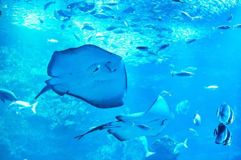Kyoto Aquarium Admission Ticket - Ask about breeding, get the best animal stories