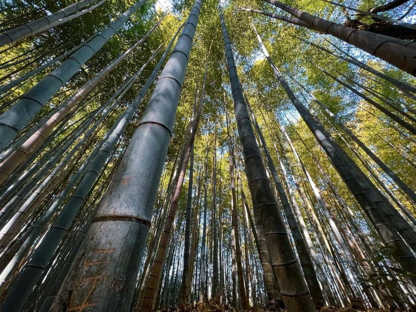 Kyoto: Arashiyama and Bamboo Forest Tour - Starting at JR Kyoto Station: Easy Meeting Point, Simple Plan