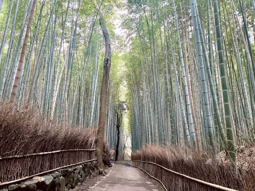 Kyoto: Arashiyama Bamboo Forest and Garden Views Tour - Kyoto Station to Arashiyama: The Easy Win of a Guided Start
