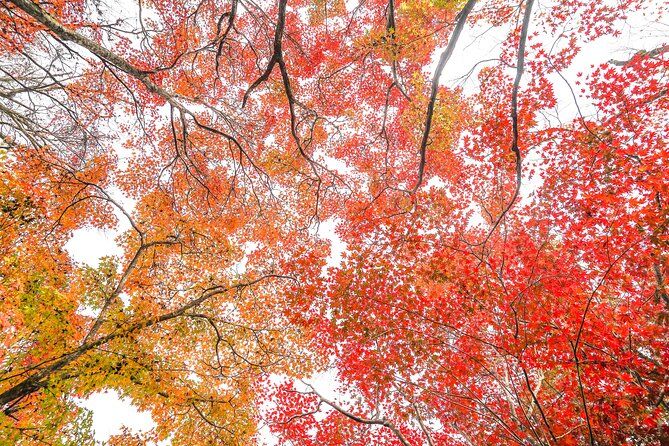 Kyoto Arashiyama Bamboo forest & Garden Half-Day Walking Tour - Okochi Sanso Garden: the slower Kyoto you came for