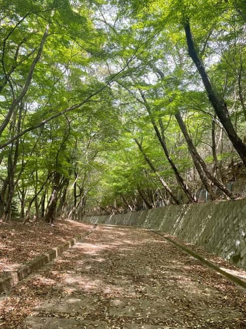 Kyoto: Arashiyama Bamboo Forest Hiking Tour - How hard is it, really? Fitness notes you should take seriously