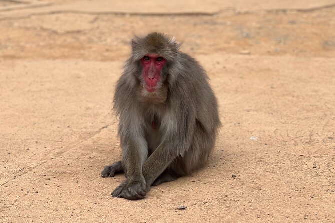 Kyoto: Arashiyama Bamboo Forest, Monkeys, Matcha & Temple Tour - Monkey Park Iwatayama: wild macaques and the uphill you should plan for