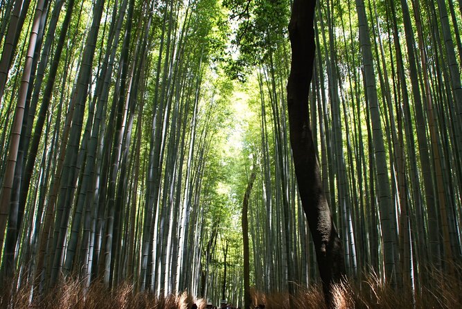 Kyoto: Arashiyama Bamboo Forest, Monkeys, Matcha & Temple Tour - Pacing, group size, and comfort breaks that keep the day human