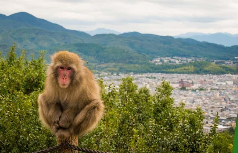 Kyoto: Arashiyama Bamboo Grove, Monkey Mountain Walking Tour - Why the guide matters more than most people think