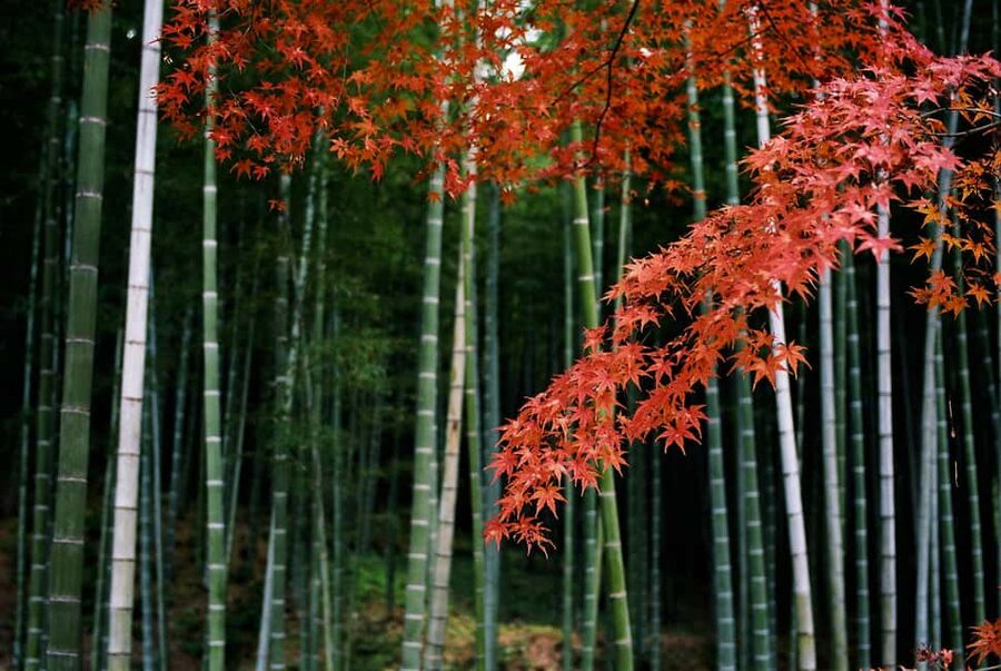 Kyoto: Arashiyama Bamboo, Togetsukyo bridge, Sanso, and more - Key points worth knowing before you go