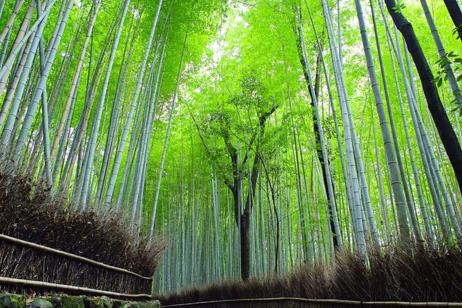 Kyoto: Arashiyama Early Access Bamboo & Temple Tour - Why this 3-hour private walk beats DIY wandering