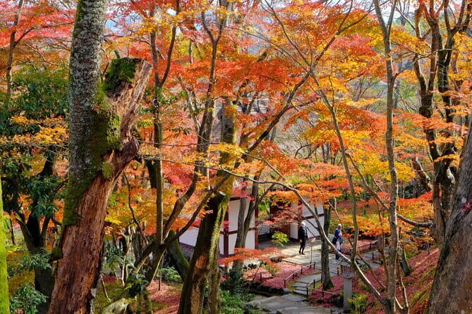 Kyoto Arashiyama: Fall Foliage Walking Tour【Autumn's limited】 - Jojakkoji Temple: the hilltop color that sets your eyes up