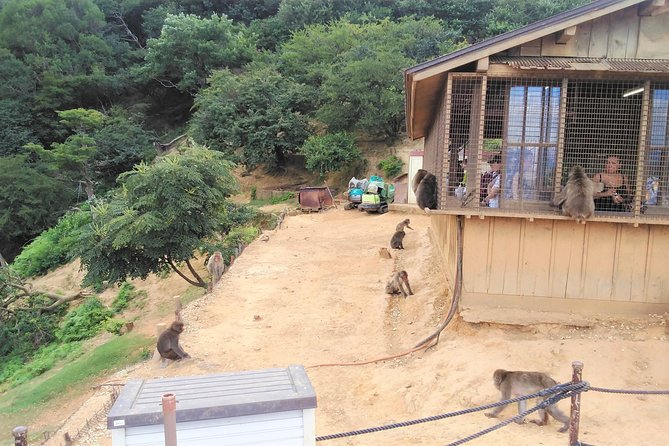 Kyoto Arashiyama & Golden Pavilion One-Day Walking Tour - Iwatayama Monkey Park: Close-Up Monkey Time at Mt. Arashiyama’s Foot