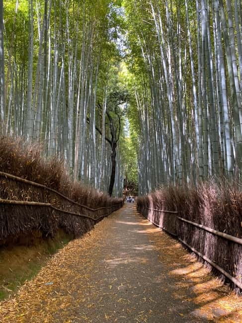 Kyoto: Arashiyama Guided Tour, Bamboo, Monkey, Zen Temple - Who This Tour Fits Best in Your Kyoto Plan