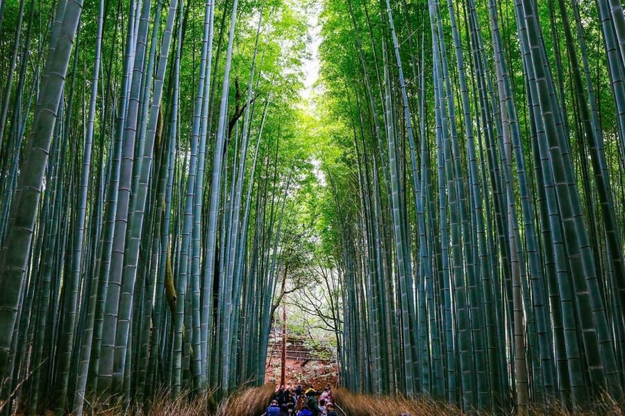 Kyoto: Arashiyama Tour with optional Sagano Romantic Train - Key highlights to know before you go