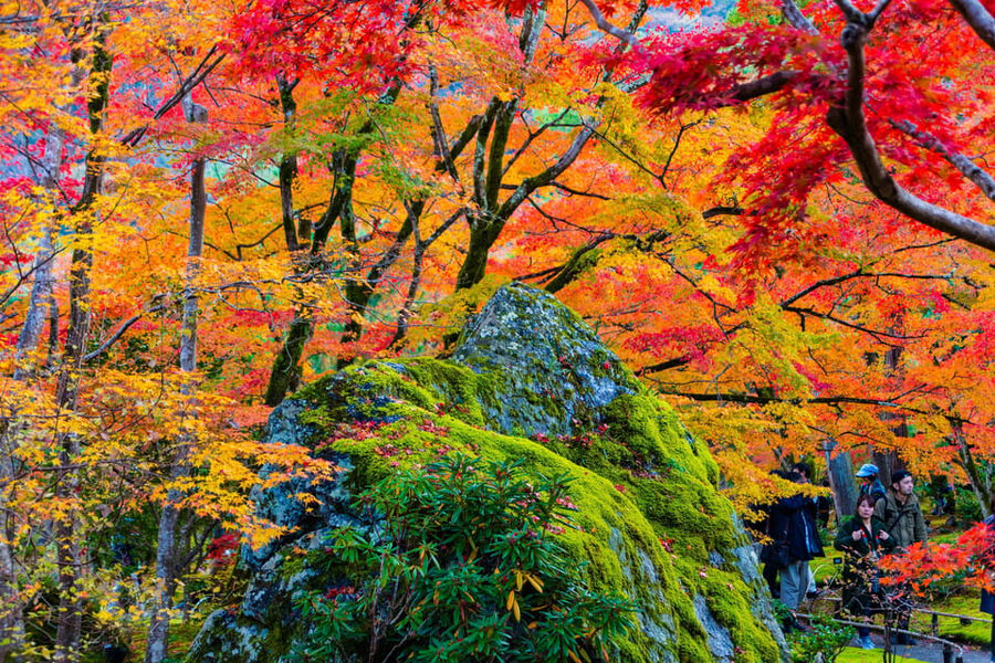 Kyoto: Arashiyama Tour with optional Sagano Romantic Train - Sagano Romantic Train views, and why the timing feels right