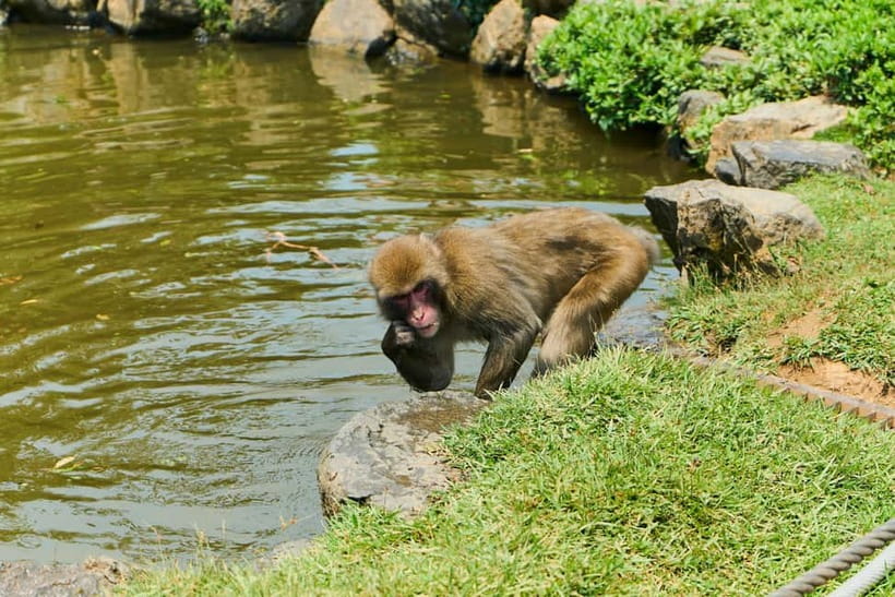 Kyoto: Arashiyama UNESCO Walking Tour with Admission - Shops, Sweets, and Souvenirs Without Making It a Shopping Tour