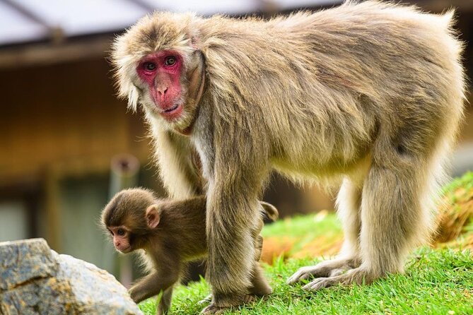 Kyoto Arashiyama Walking Tour: Bamboo, Monkeys, Gardens & Secrets - Nonomiya Shrine: a short stop with real Shinto meaning