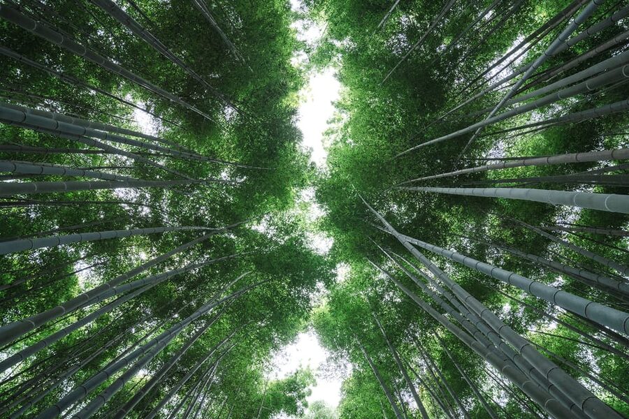 Kyoto: Arashiyama Walking Tour with Local Guide - Riversidish rhythm, then Togetsu-kyo Bridge at the end
