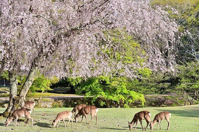 Kyoto Day Tour to Arashiyama, Fushimi Inari and Nara Deer Park - Golden Pavilion Kinkaku-ji in a focused 40 minutes