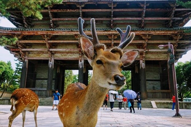 Kyoto Day Tour to Arashiyama, Fushimi Inari and Nara Deer Park - Pacing and group flow: how to enjoy a packed day