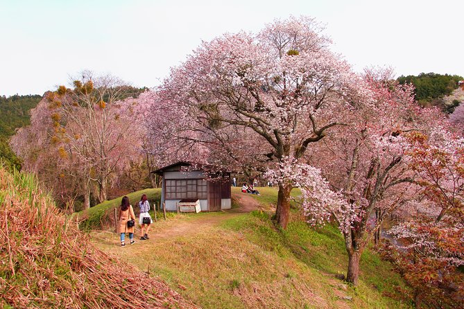 Kyoto Day Trip to Nara with a Local – Private & Personalized - Nara-koen deer time, plus how to keep it fun
