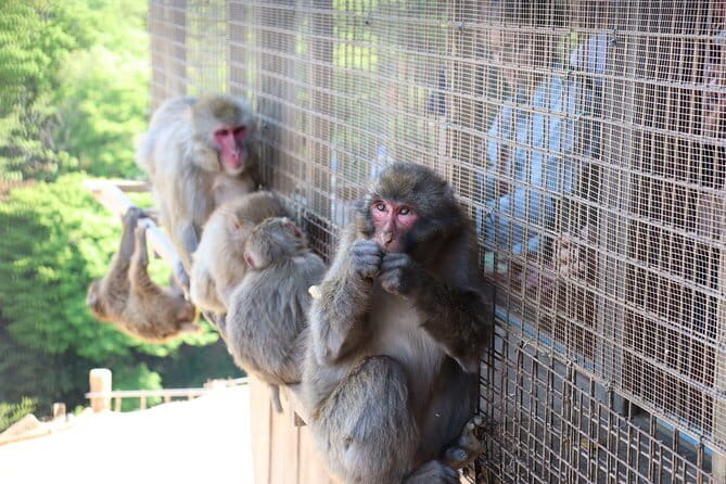 Kyoto Early Bird Tour: Fushimi Inari, Arashiyama Bamboo & Monkeys - Key highlights from this Kyoto morning plan